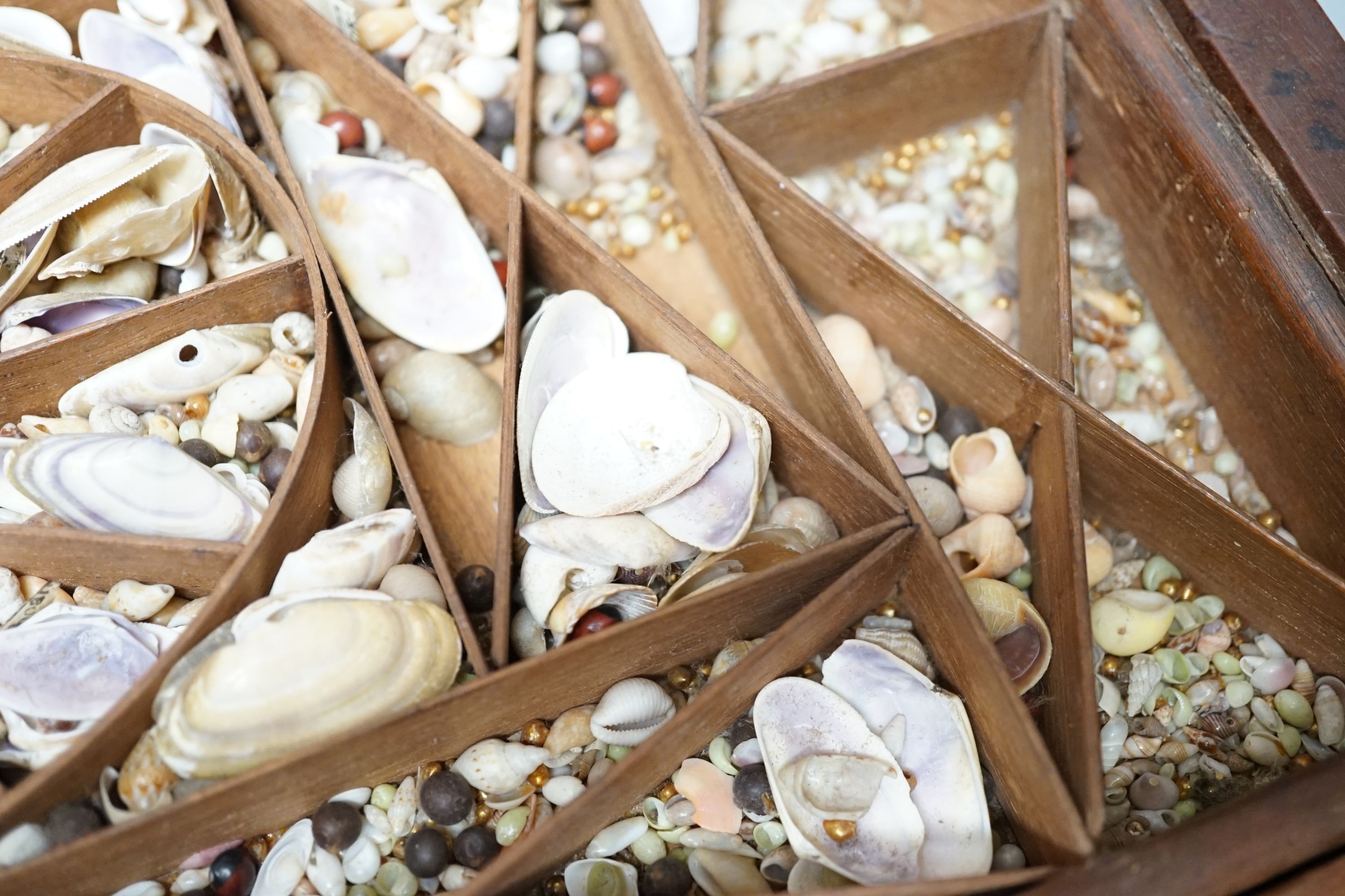 A George III mahogany collector’s cabinet of sea shells, in compartmentalised drawers. Width - 41cm